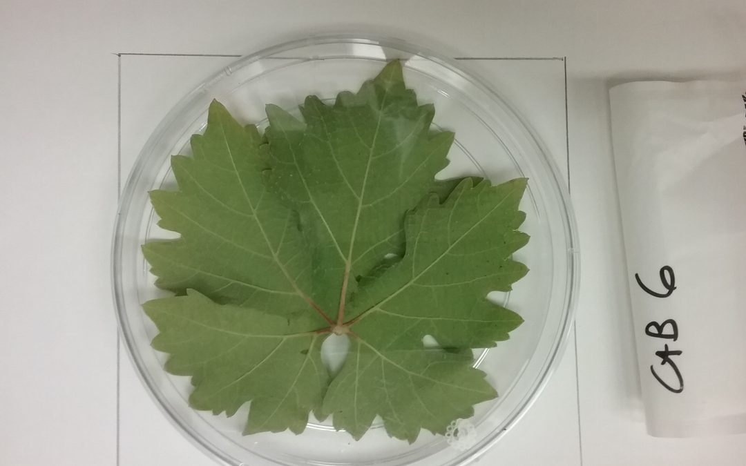 Microbiome of the Grape Phyllosphere