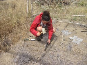 A woman crouches in a plot, using a rubber mallet to drive an axe into the ground