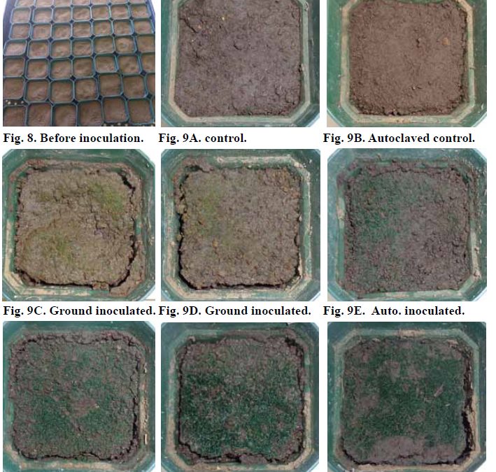 Biological Soil Crust Organisms for the Restoration of Disturbed Soils